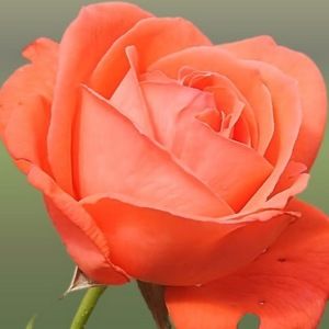 Meet your Posher, Ricky